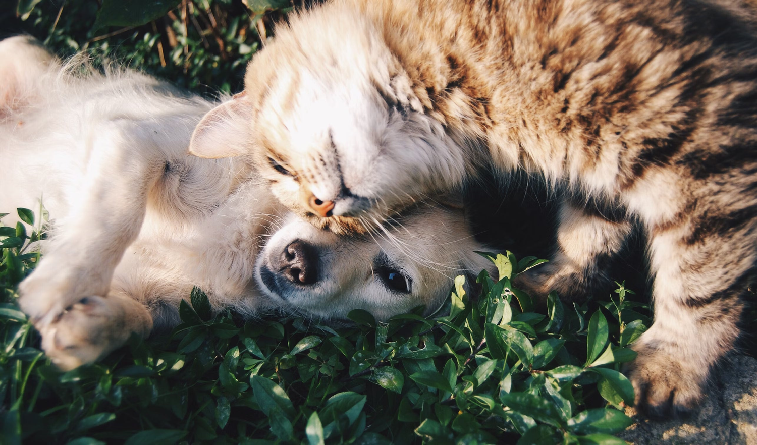Animais de Estimação